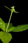 Licorice bedstraw